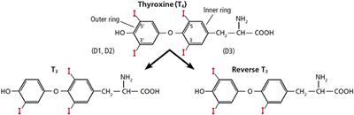 Can Reverse T3 Assay Be Employed to Guide T4 vs. T4/T3 Therapy in Hypothyroidism?